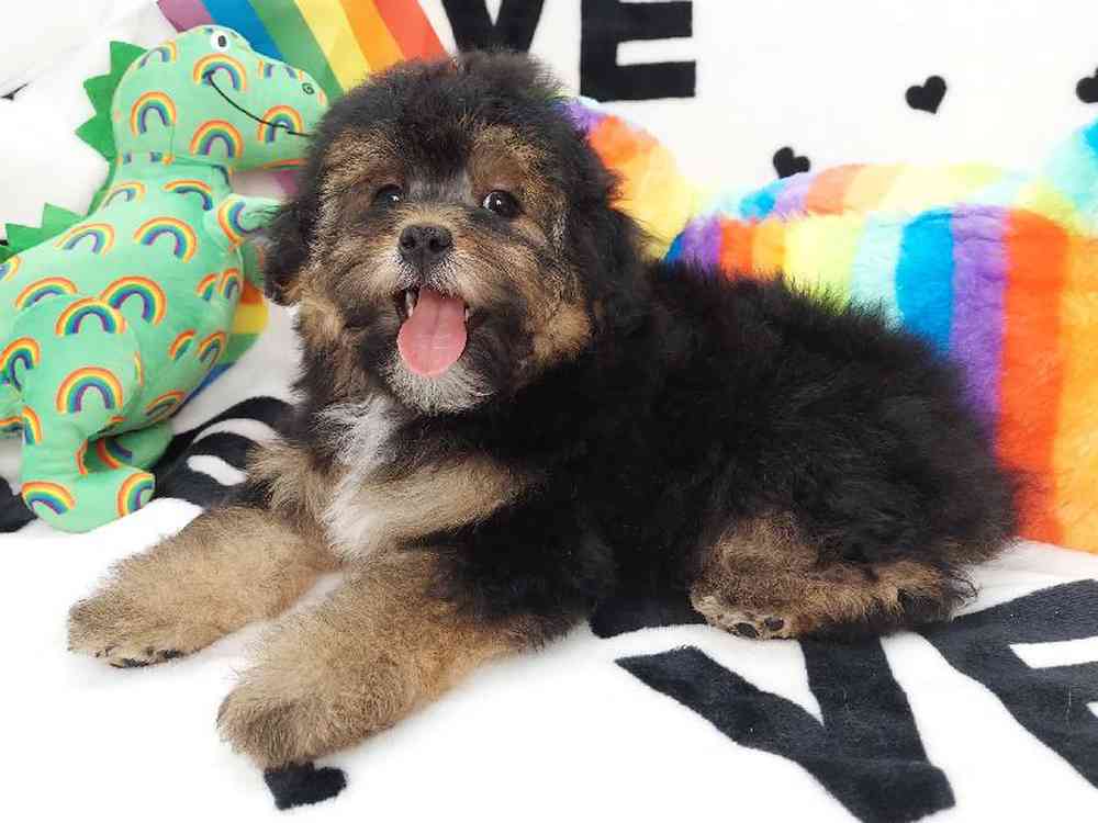 Female Morkiepoo Puppy for sale