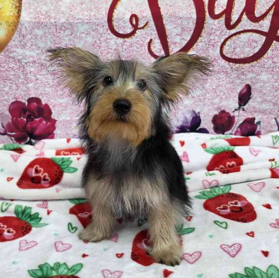 Yorkie