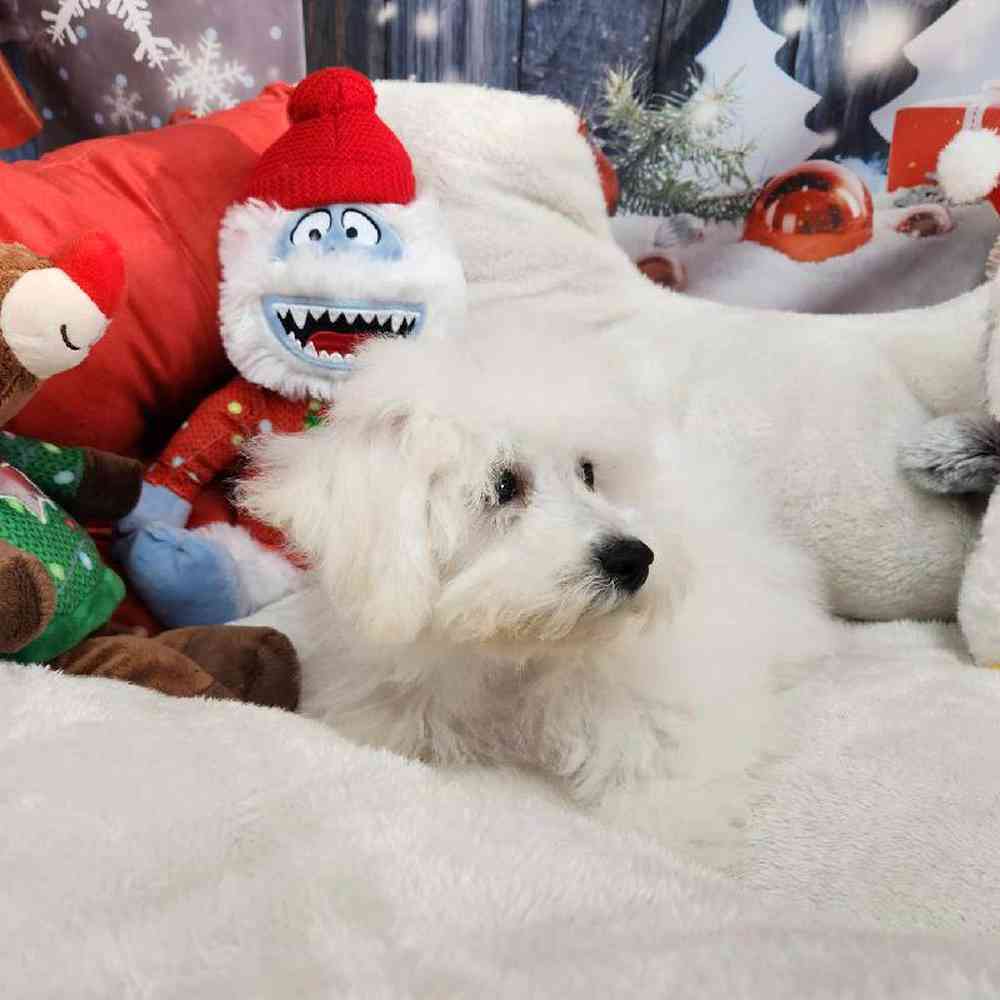 Male Bichon Puppy for Sale in Virginia Beach, VA
