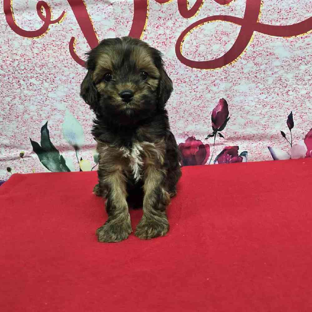 Male Cockapoo Puppy for Sale in Virginia Beach, VA