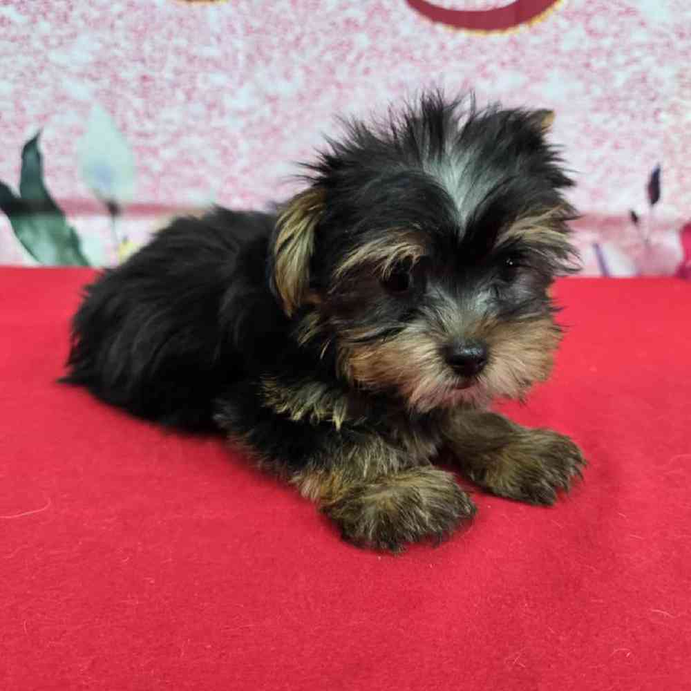Male Yorkie Puppy for Sale in Virginia Beach, VA