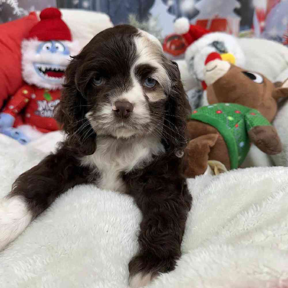 Female Cocker Spaniel Puppy for Sale in Virginia Beach, VA