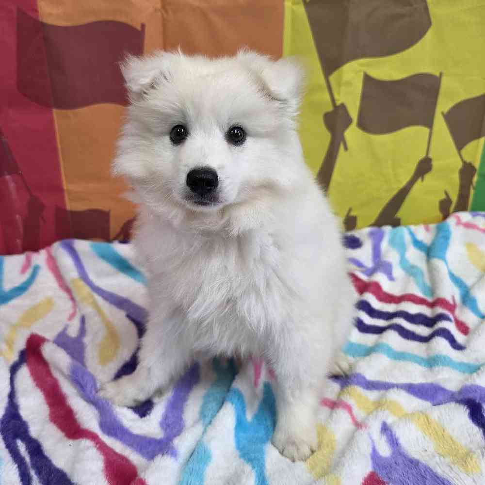 Male American Eskimo Puppy for Sale in Virginia Beach, VA