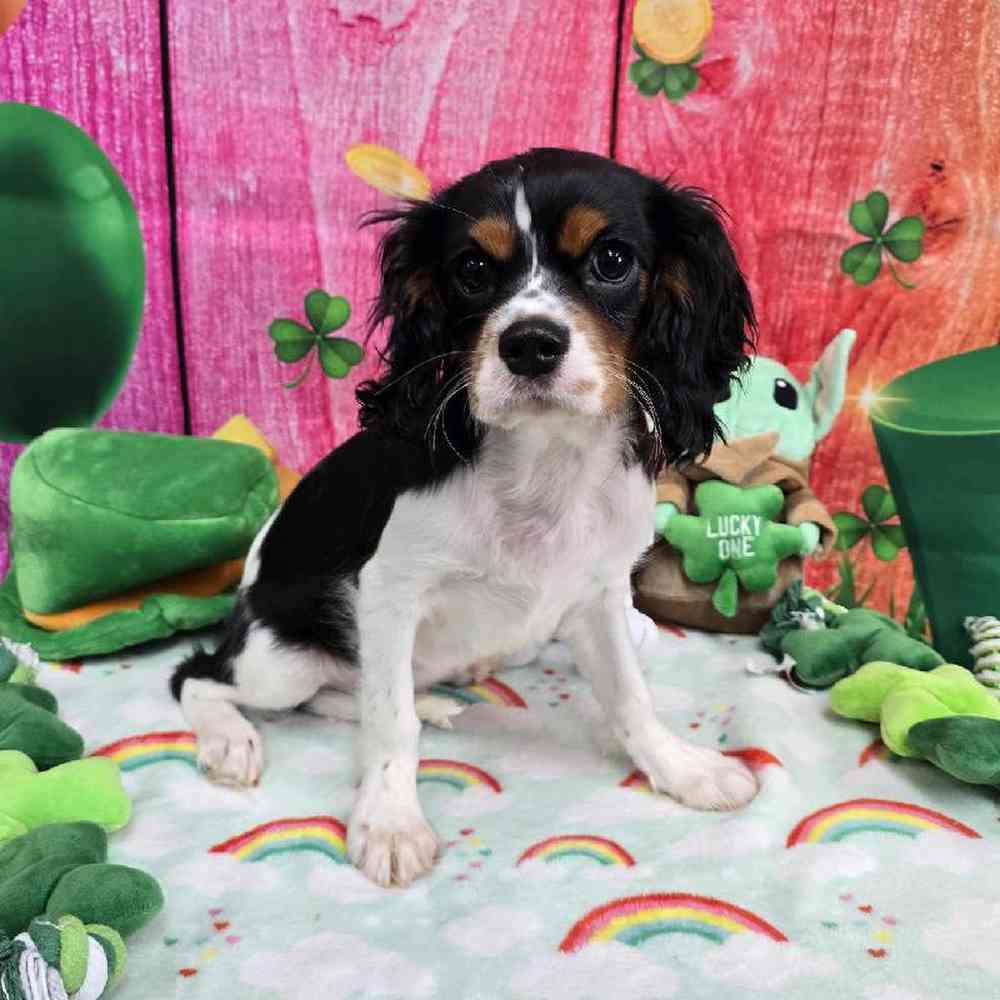 Male Cavalier King Charles Spaniel Puppy for Sale in Virginia Beach, VA