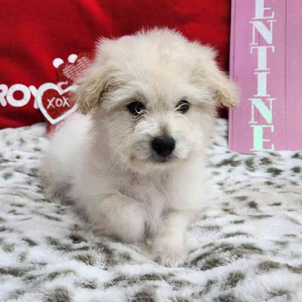 Male Pompoo Puppy for Sale in Virginia Beach, VA