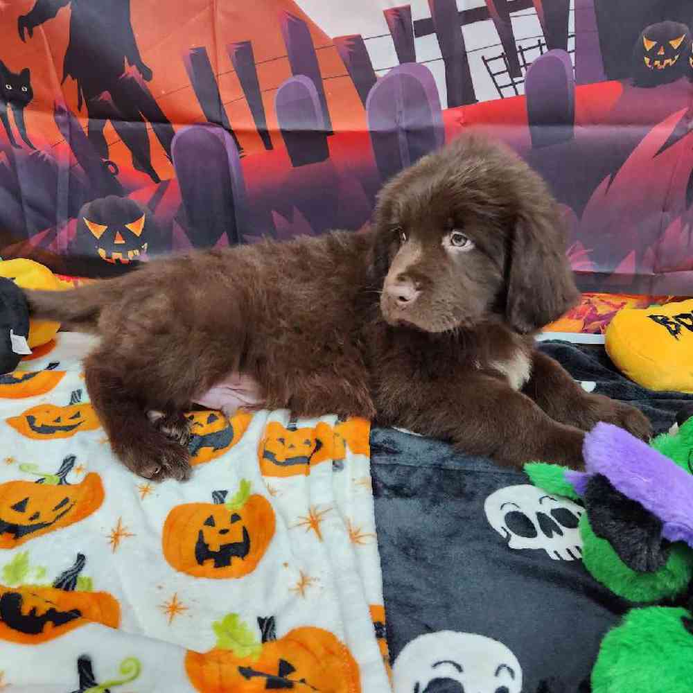 Male Newfoundland Puppy for Sale in Virginia Beach, VA