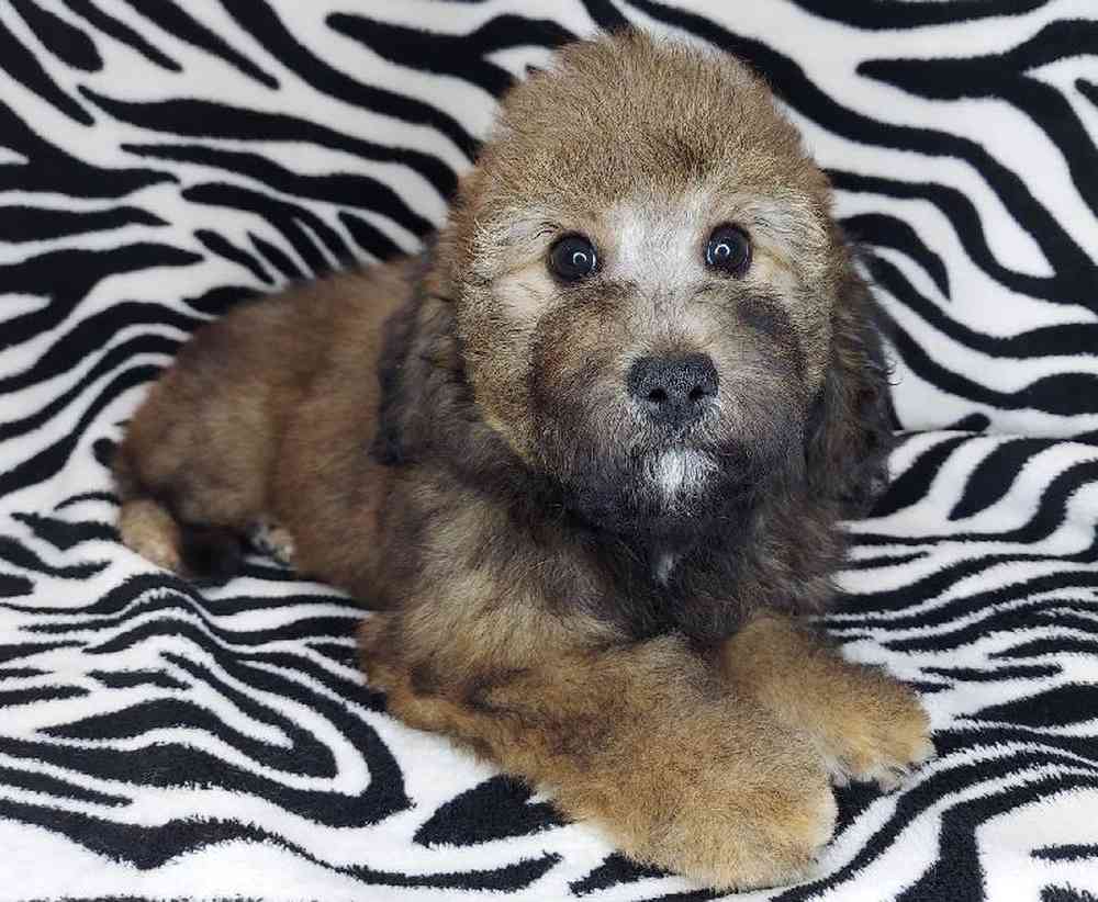 Female Mini Goldendoodle Puppy for sale
