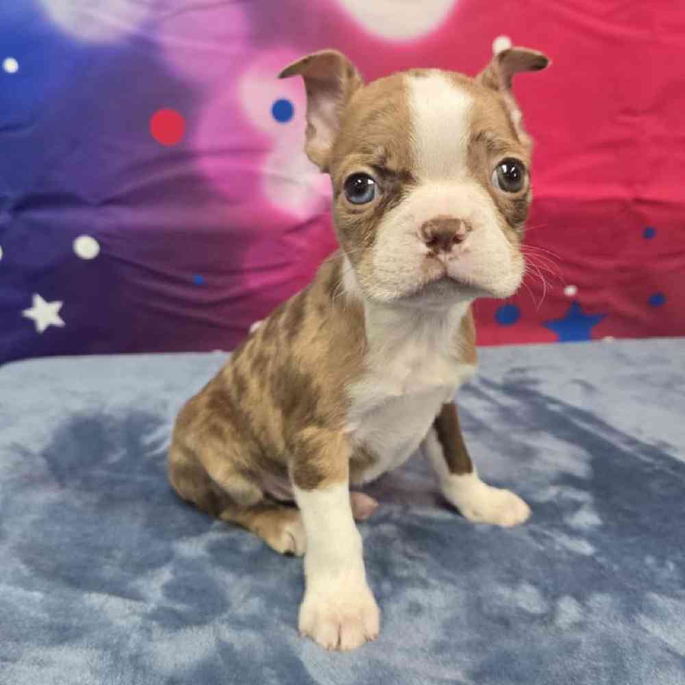 Male Boston Terrier Puppy for Sale in Virginia Beach, VA