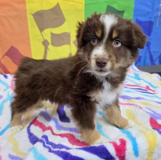 Australian Shepherd