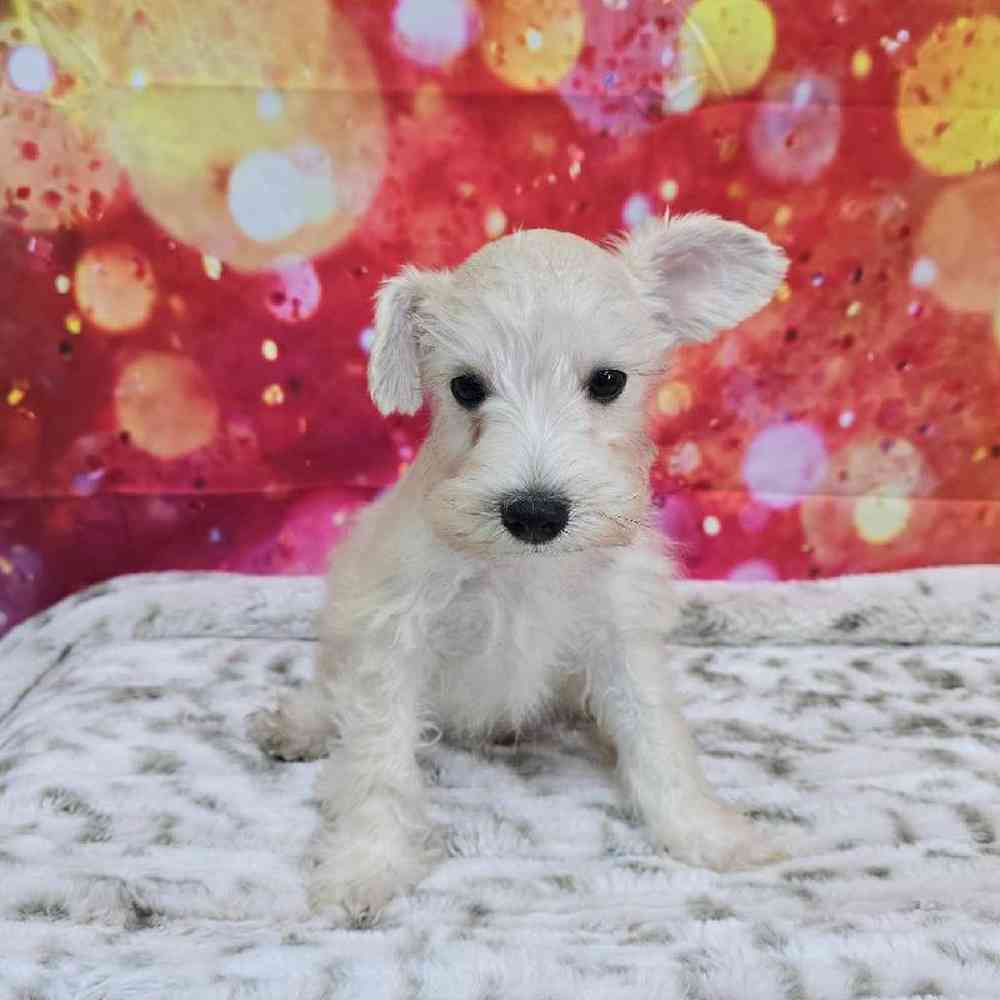 Male Mini Schnauzer Puppy for Sale in Virginia Beach, VA