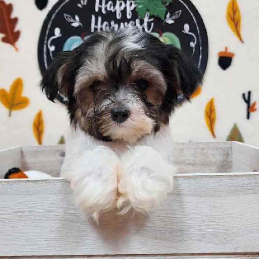 Male Morkie Puppy for sale