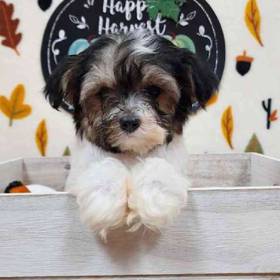 Morkie