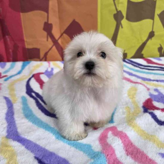 Maltese