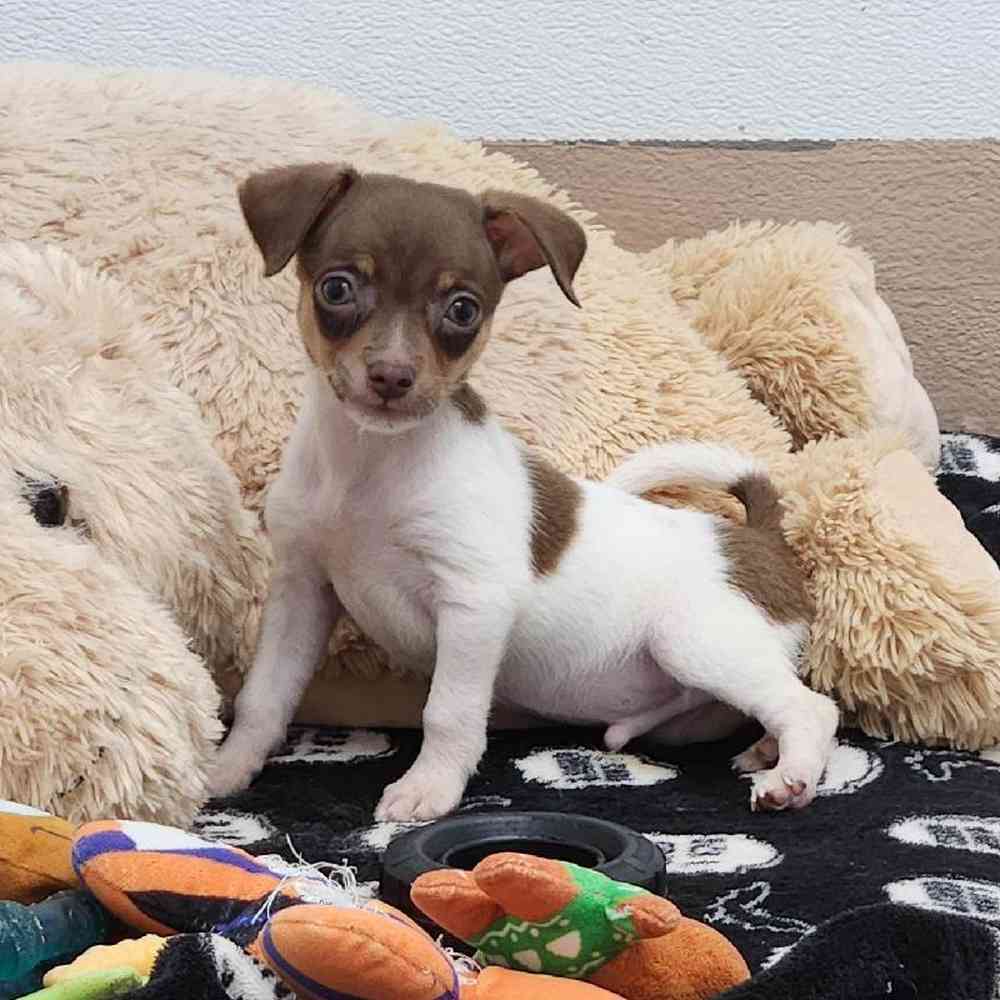 Male Rat-Chi Puppy for Sale in Virginia Beach, VA