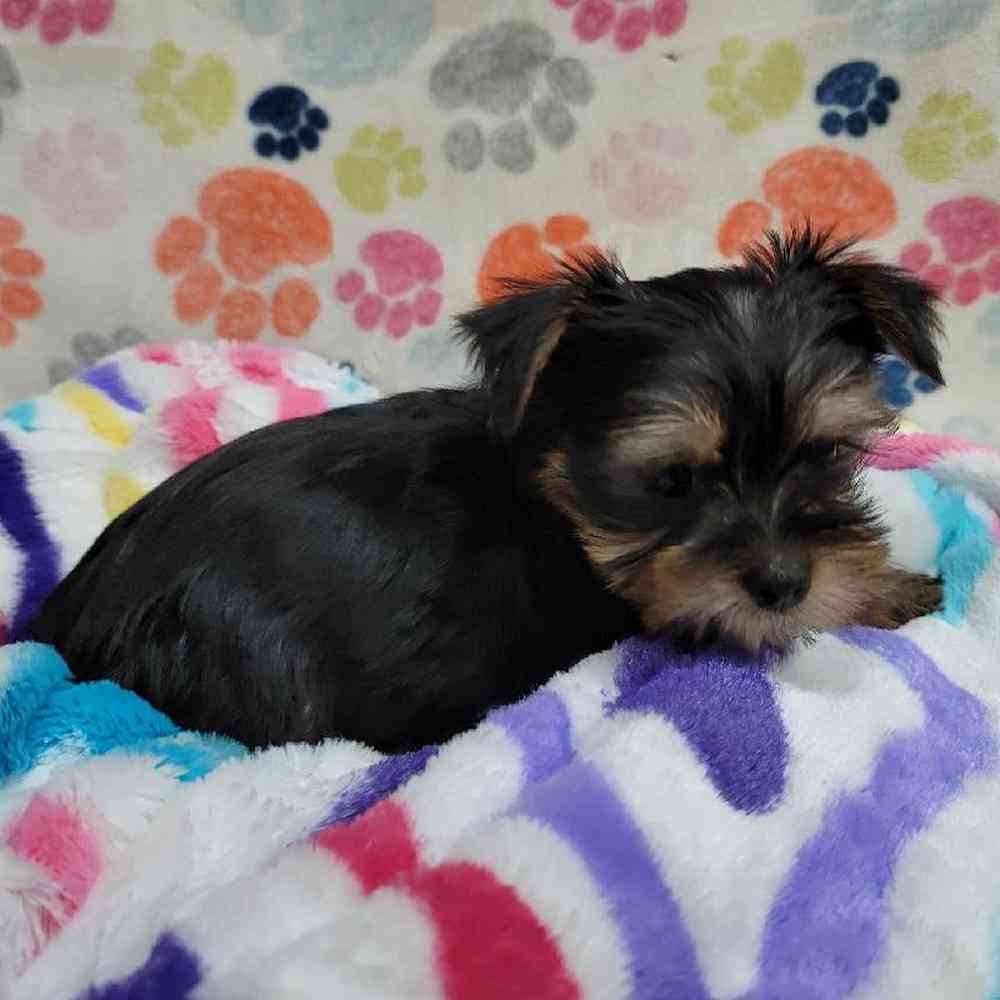 Male Morkie Puppy for Sale in Virginia Beach, VA