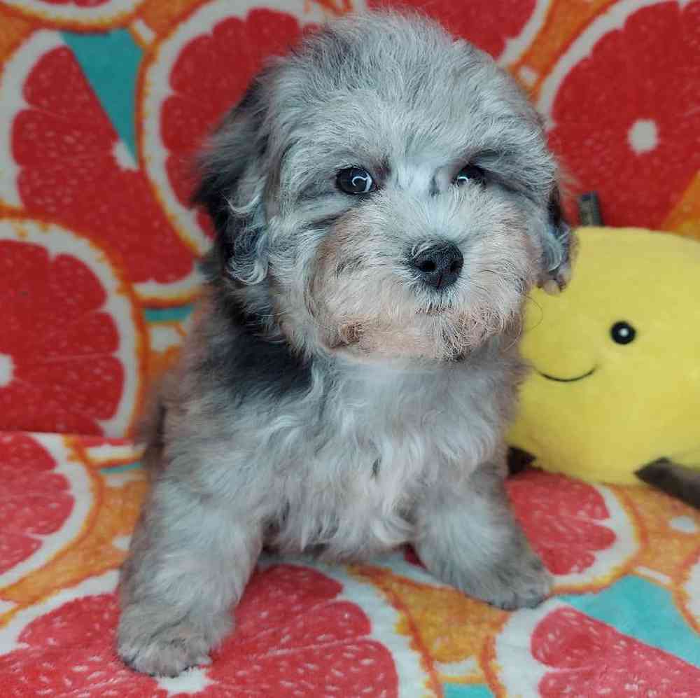 Female Maltipoo Puppy for sale