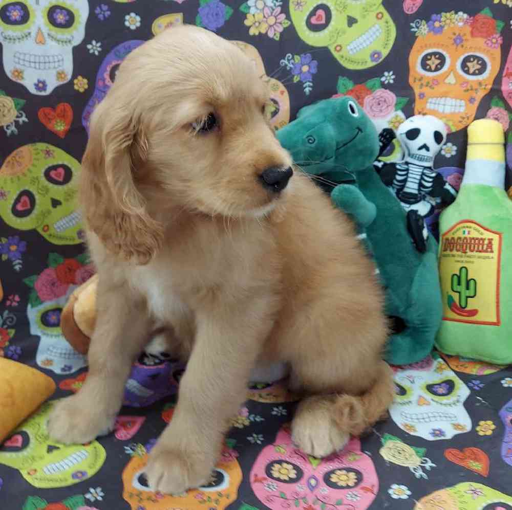 Female Comfort Retriever Puppy for sale