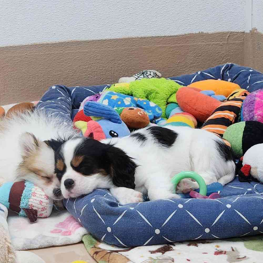 Male Cavalier King Charles Spaniel Puppy for Sale in Virginia Beach, VA