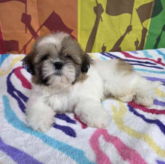 Shih Tzu