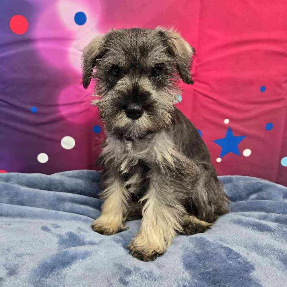 Female Mini Schnauzer Puppy for Sale in Virginia Beach, VA