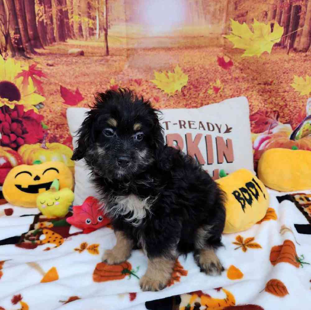 Male Mini Bernadoodle Puppy for Sale in Virginia Beach, VA