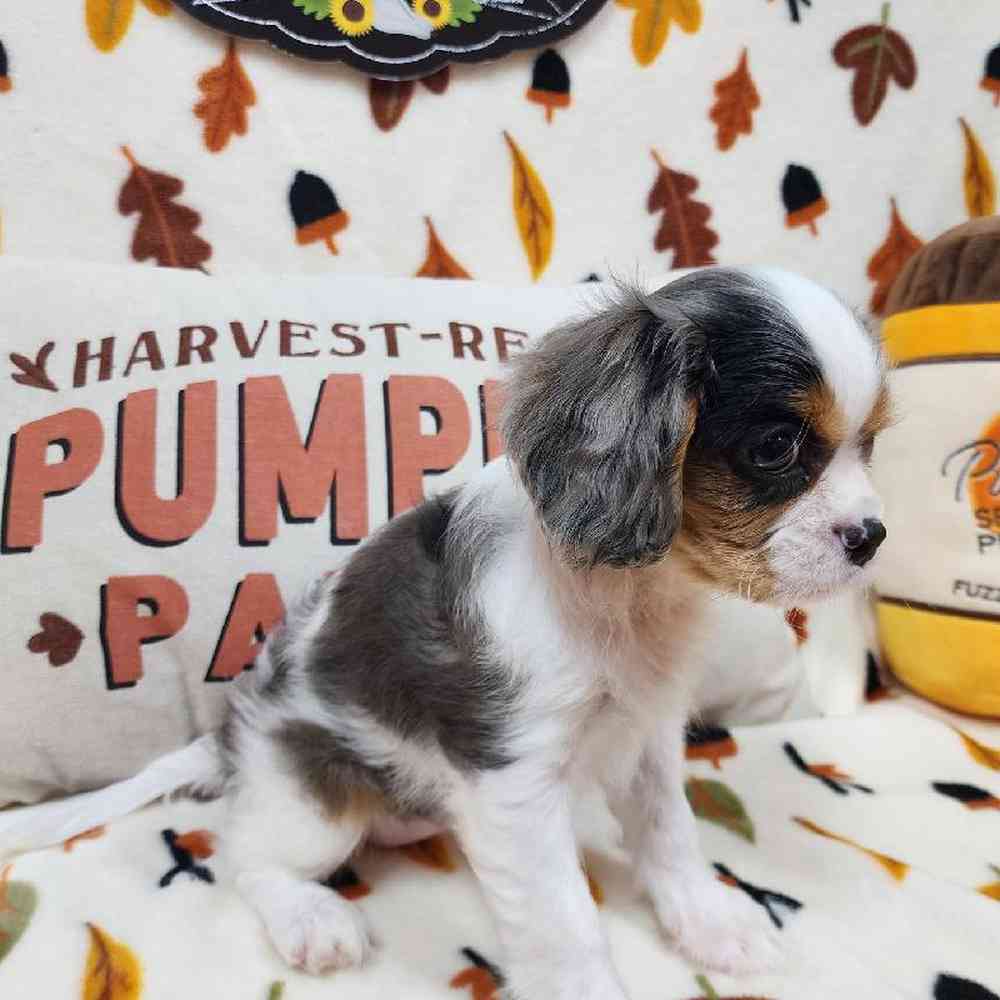 Female Cavalier King Charles Spaniel Puppy for sale