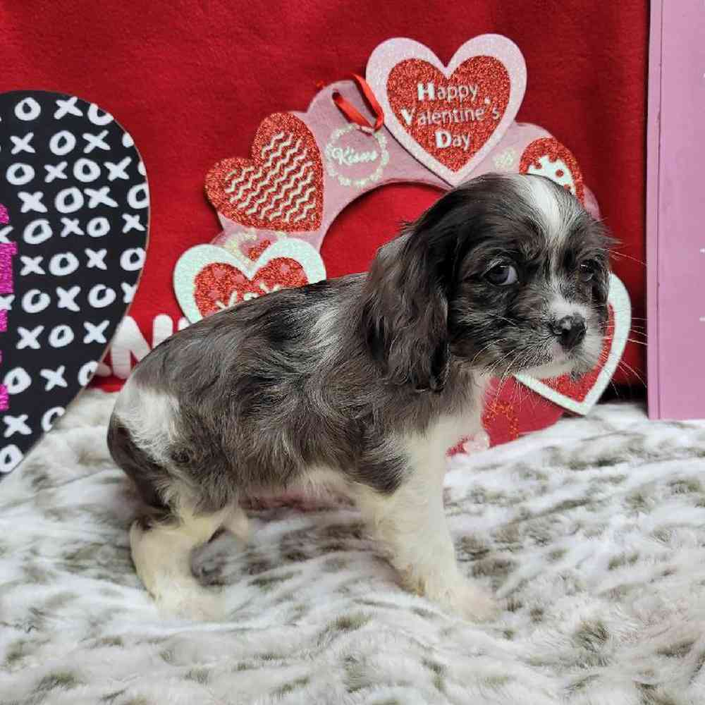 Female Cockapoo Puppy for Sale in Virginia Beach, VA