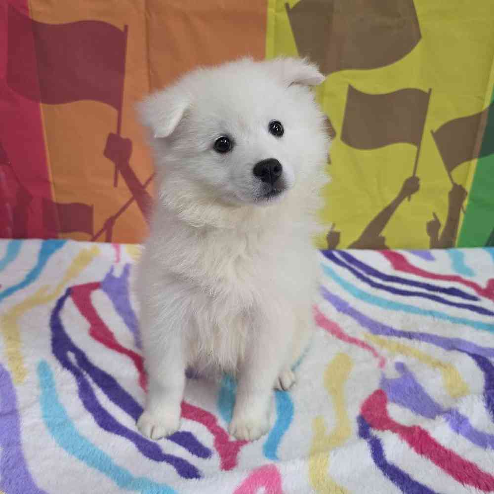 Male American Eskimo Puppy for Sale in Virginia Beach, VA