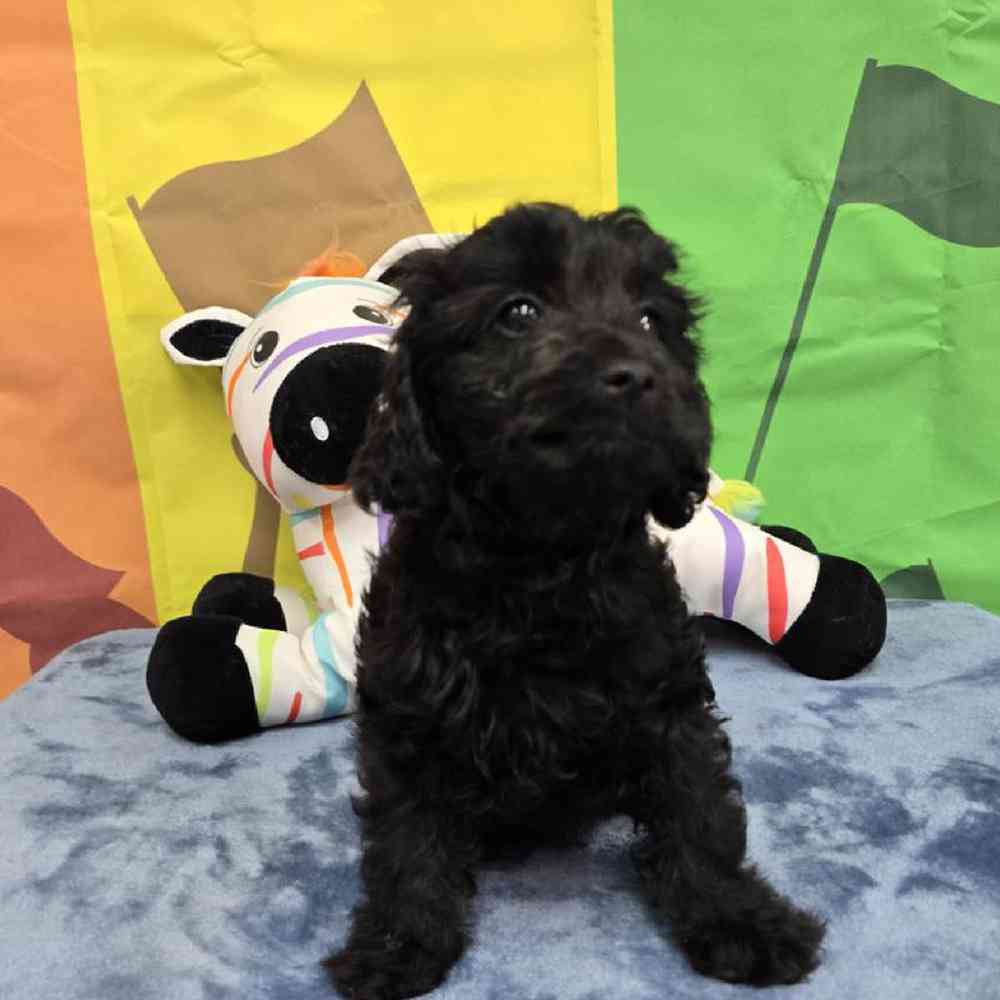 Female Cavapoo Puppy for Sale in Virginia Beach, VA