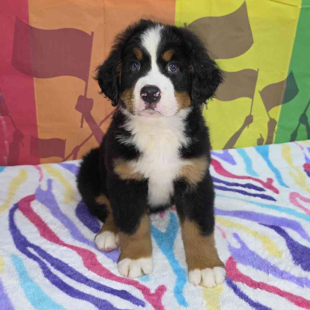 Male Bernese Mountain Dog Puppy for Sale in Virginia Beach, VA