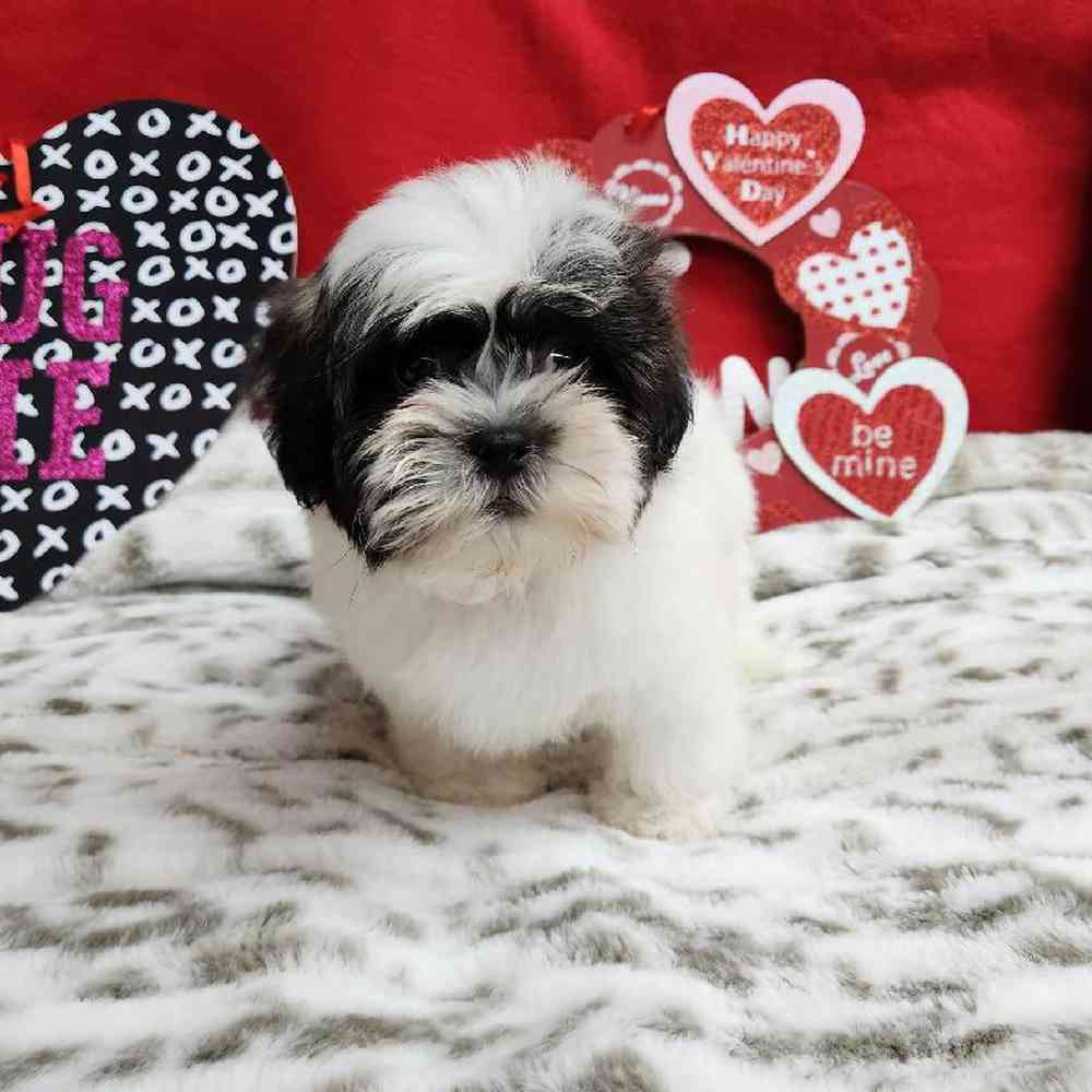Male Shih Tzu Puppy for Sale in Virginia Beach, VA