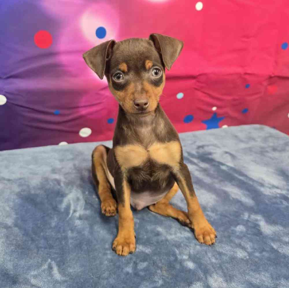 Male Min Pin Puppy for Sale in Virginia Beach, VA