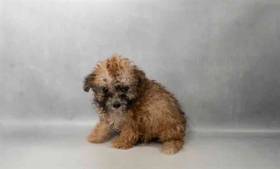 Poodle Toy