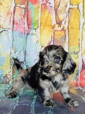 Dachshund