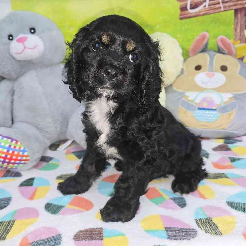 Male Cocker Spaniel Puppy for Sale in Virginia Beach, VA