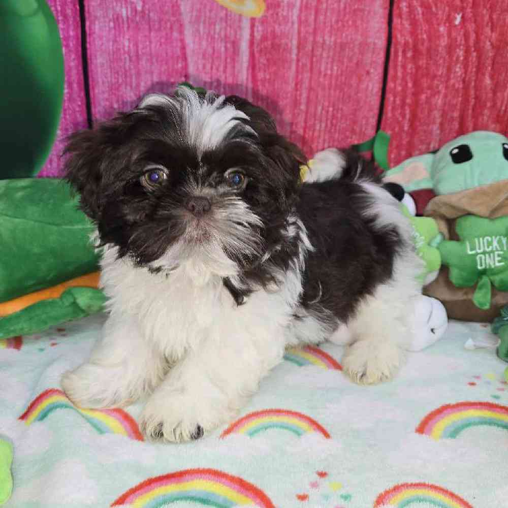 Male Shih Tzu Puppy for Sale in Virginia Beach, VA