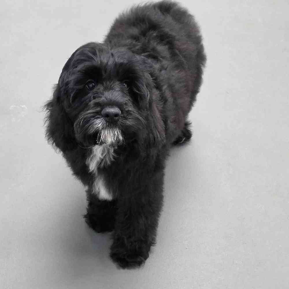 Image of a pet breed in the gallery