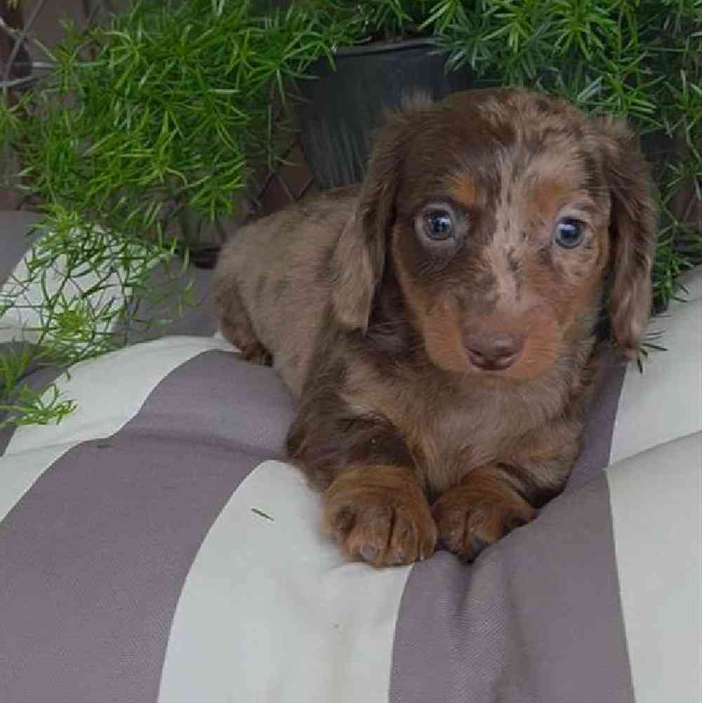 Image of a pet breed in the gallery