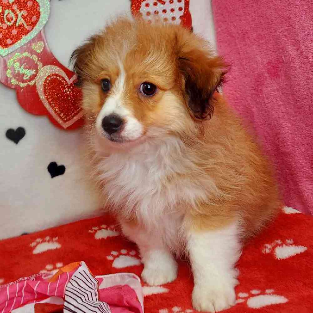 Male Toy Aussiedoodle Puppy for sale