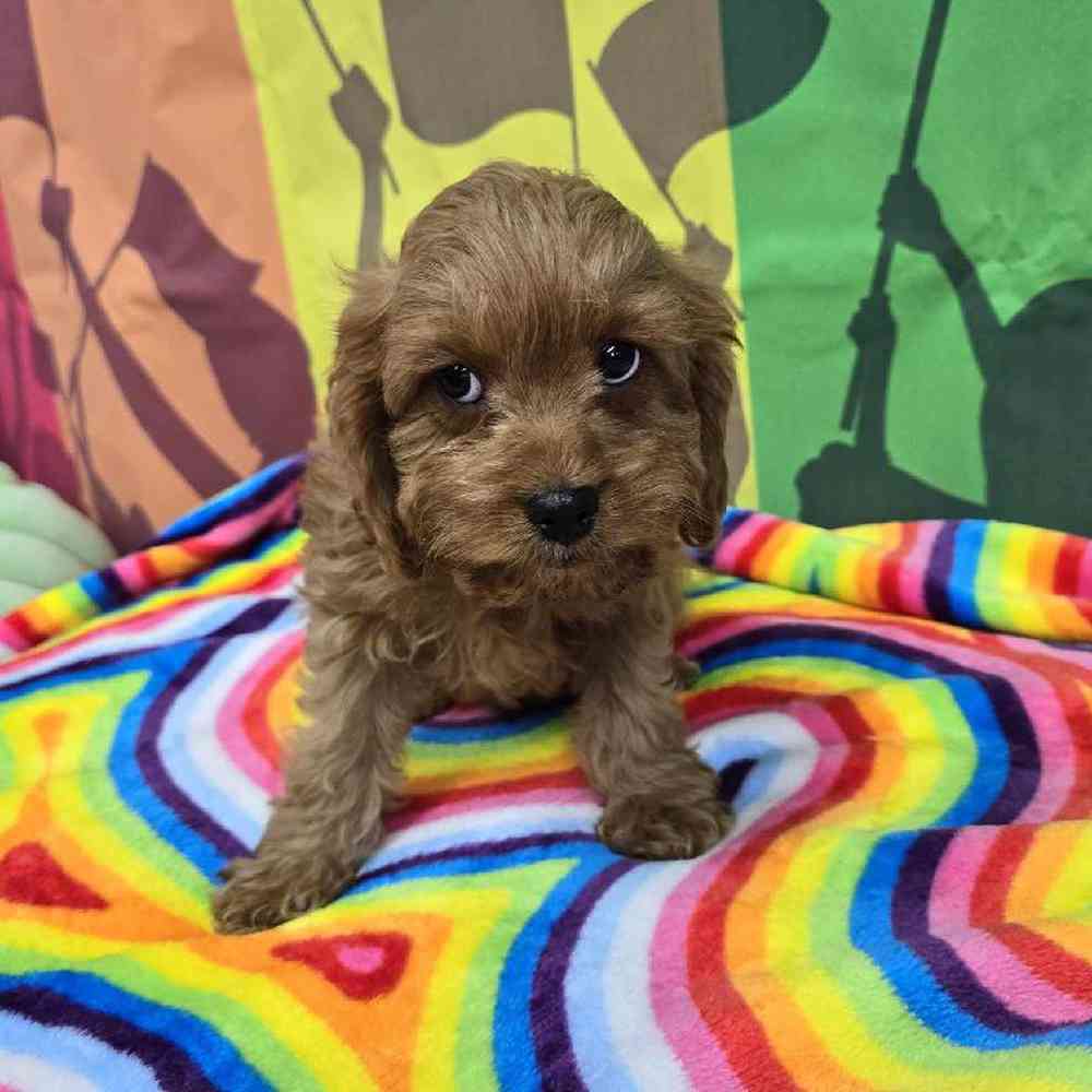 Male Cavapoo Puppy for Sale in Virginia Beach, VA