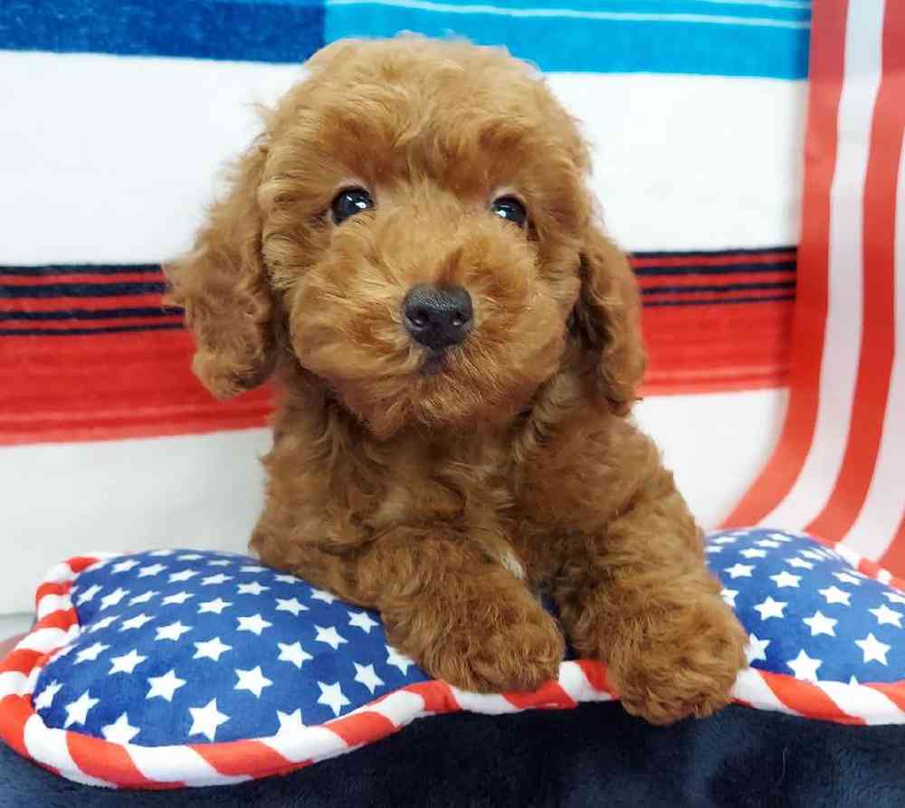 Male Mini Poodle Puppy for sale