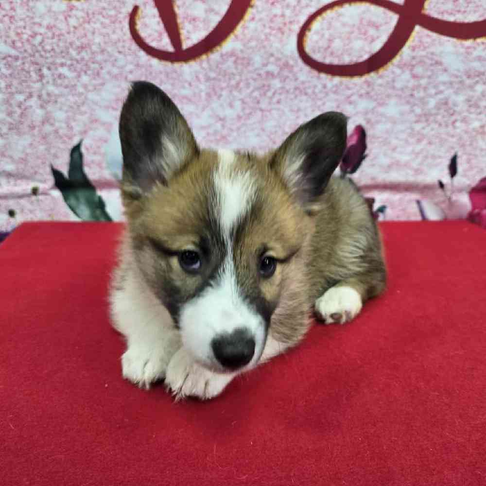 Male Pembroke Welsh Corgi Puppy for Sale in Virginia Beach, VA