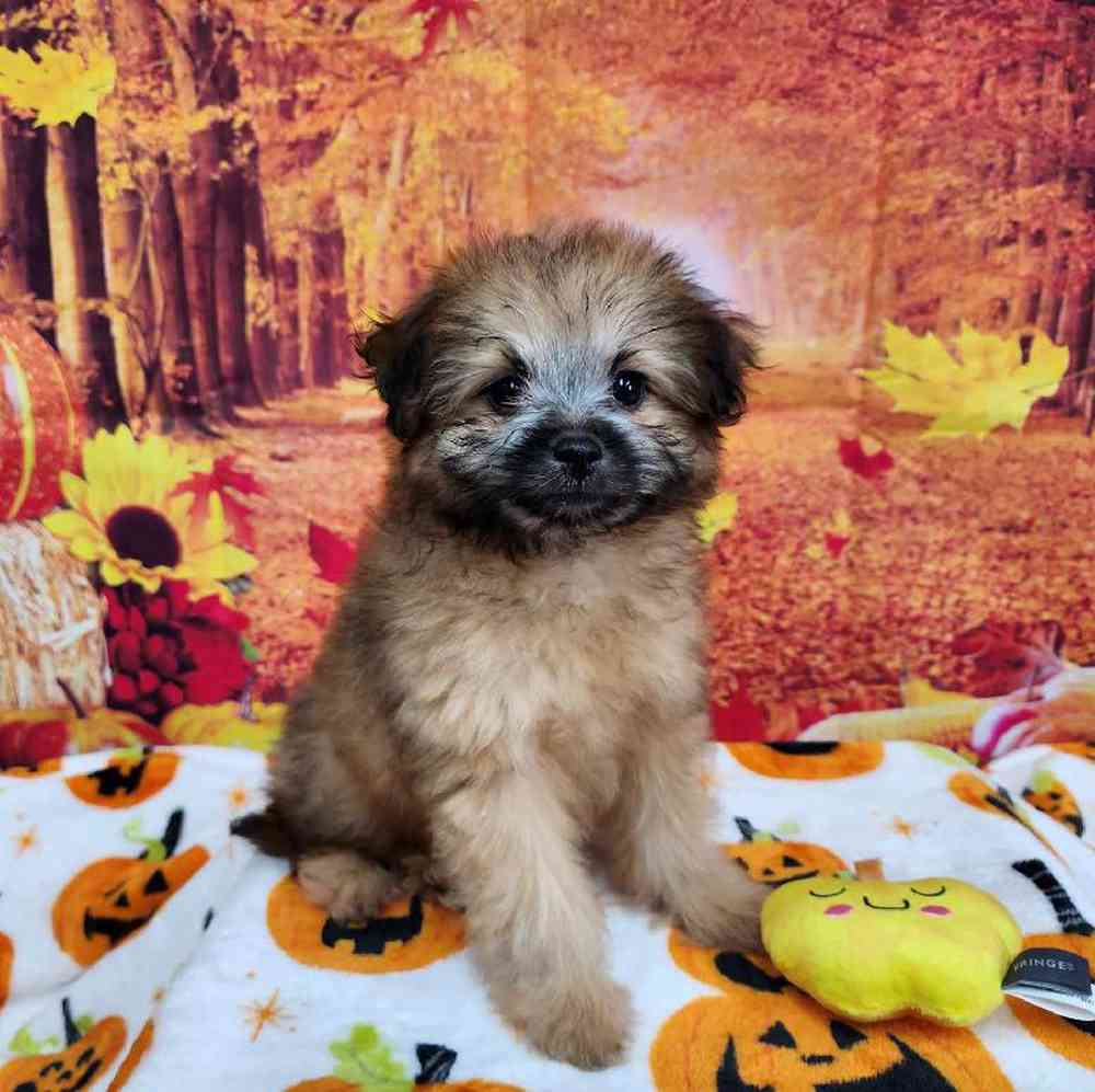 Female Pom-A-Poo Puppy for Sale in Virginia Beach, VA