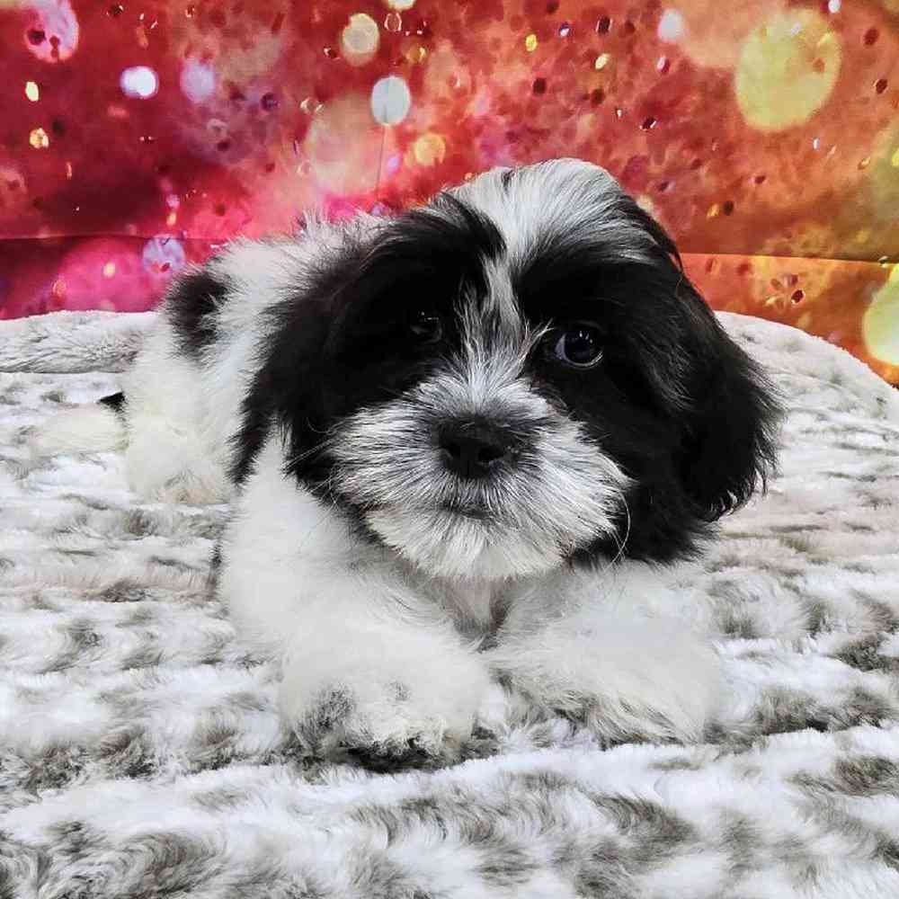 Male Malshi Puppy for Sale in Virginia Beach, VA