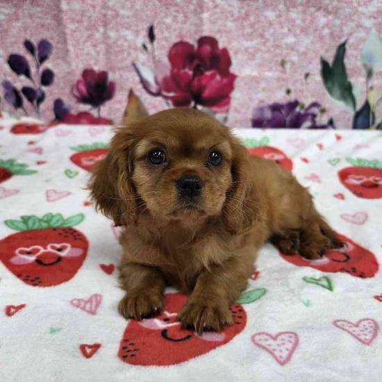 Cavalier King Charles Spaniel