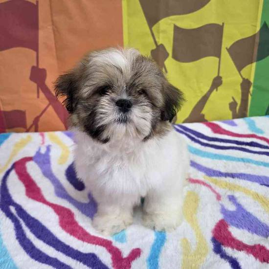 Shih Tzu