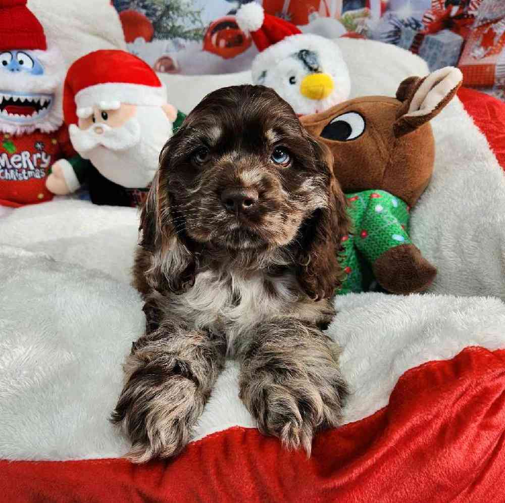 Male Cocker Spaniel Puppy for Sale in Virginia Beach, VA