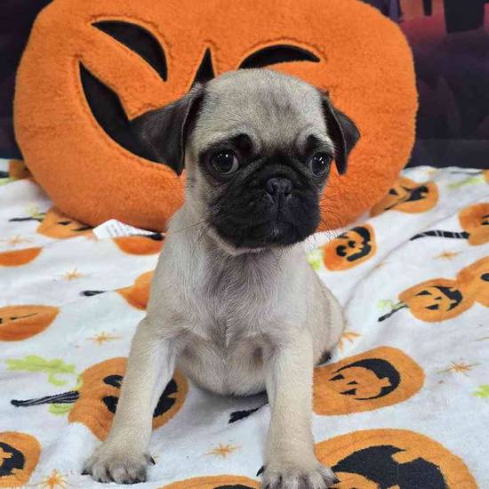 Pug