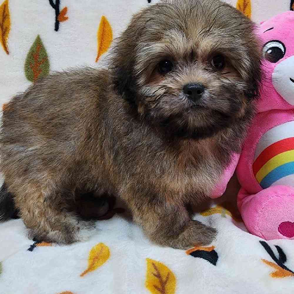 Female Peke-a-poo Puppy for sale