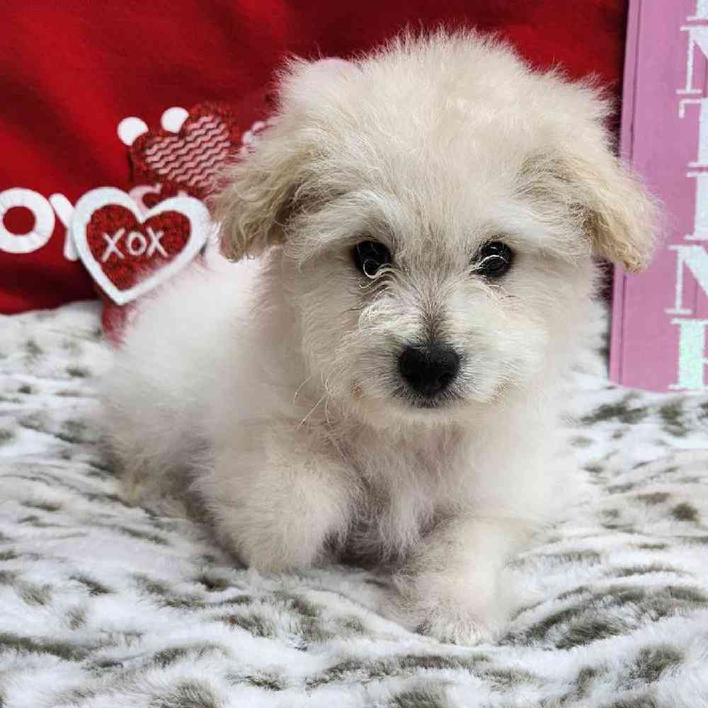Male Pompoo Puppy for Sale in Virginia Beach, VA